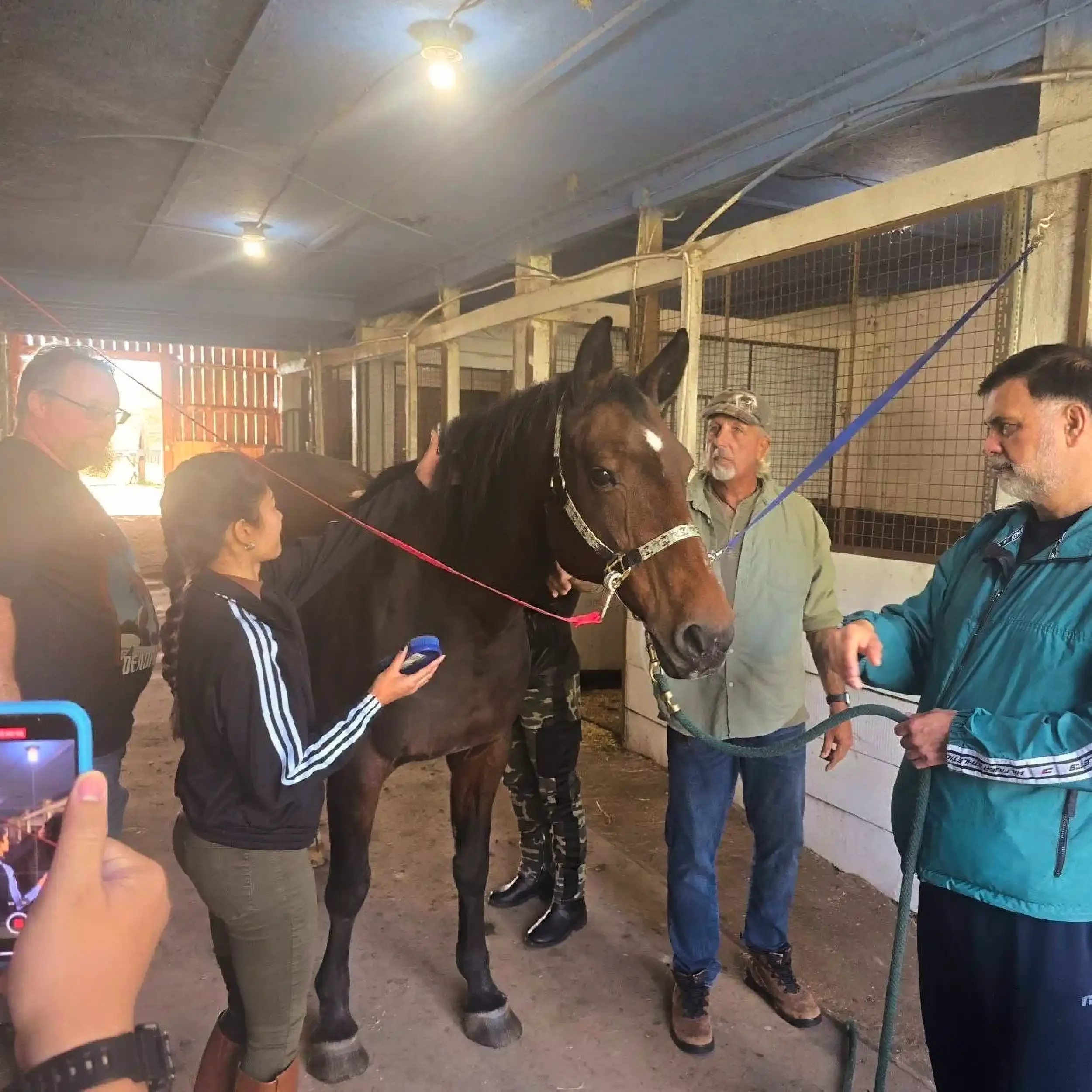 Equine therapy